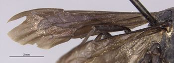 Media type: image;   Entomology 30617 Aspect: Wing front